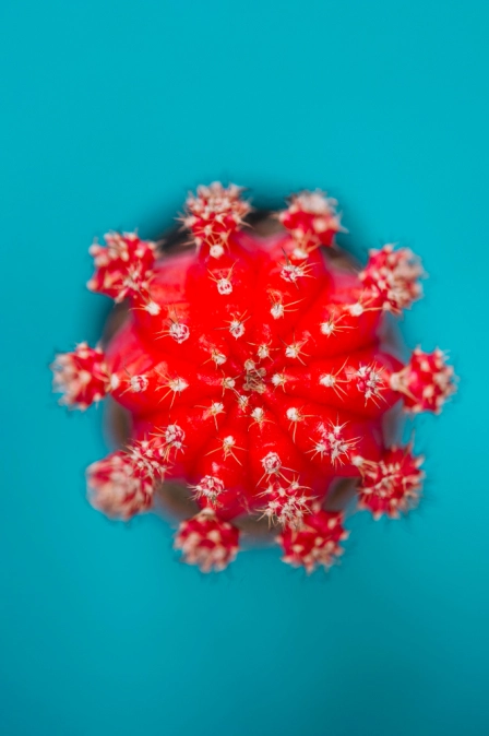 фото вируса эпштейна барр вызывающего мононуклеоз